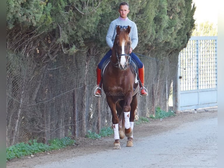 PRE Hengst 6 Jahre 162 cm Fuchs in Provinz Granada