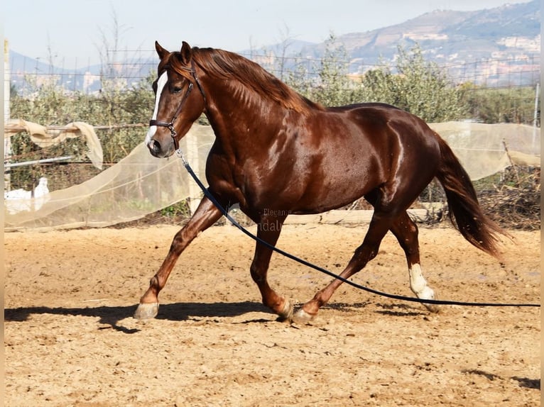 PRE Hengst 6 Jahre 162 cm Fuchs in Provinz Granada