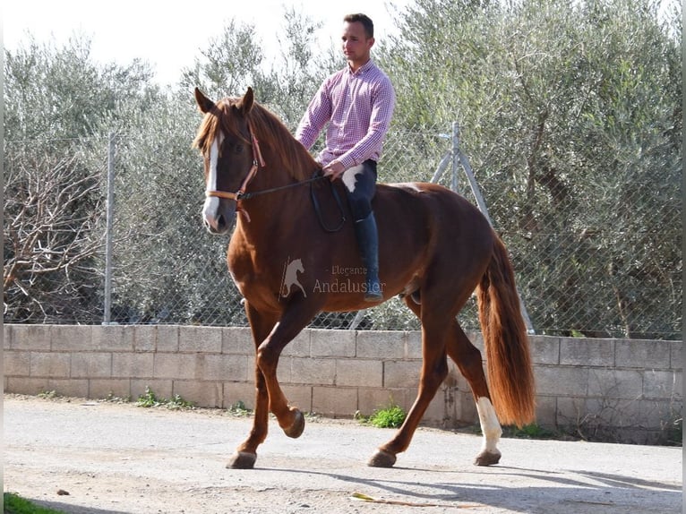 PRE Hengst 6 Jahre 162 cm Fuchs in Provinz Granada