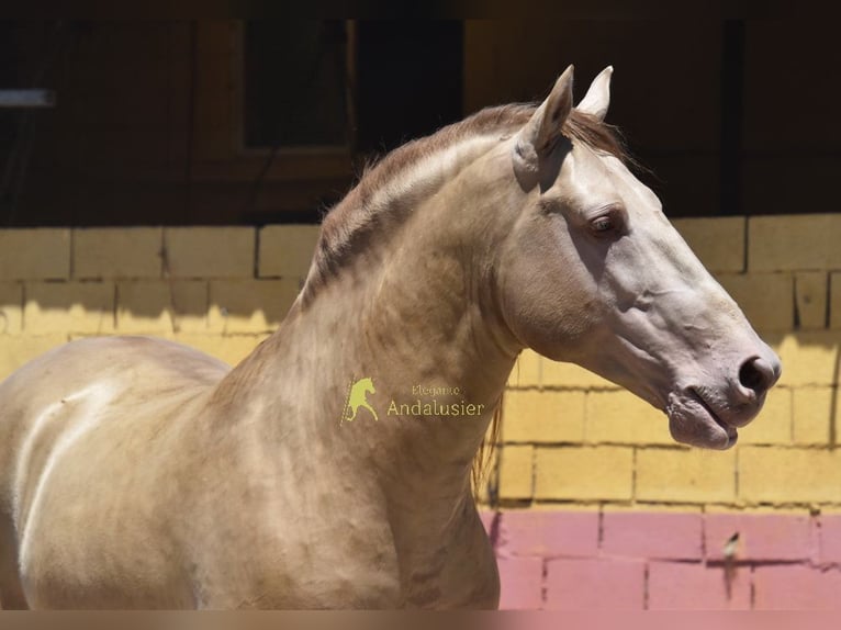PRE Hengst 6 Jahre 162 cm Pearl in Provinz Granada