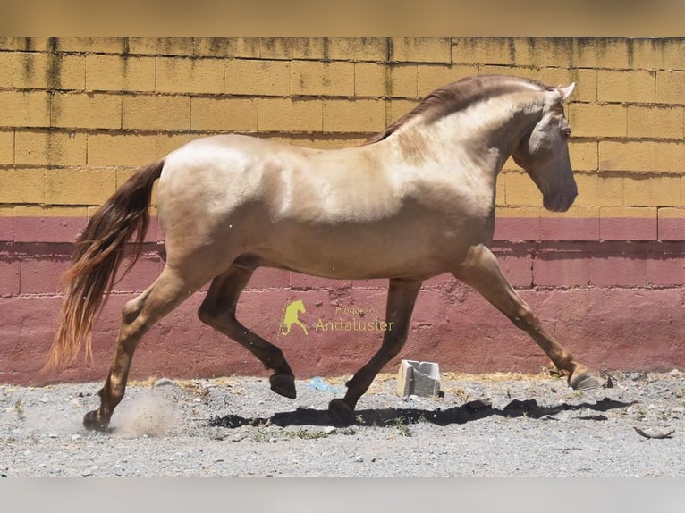 PRE Hengst 6 Jahre 162 cm Pearl in Provinz Granada