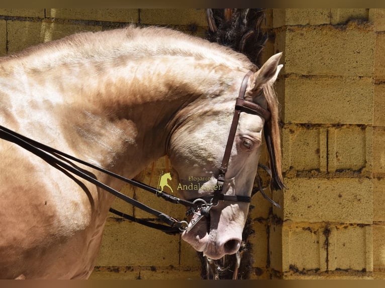 PRE Hengst 6 Jahre 162 cm Pearl in Provinz Granada