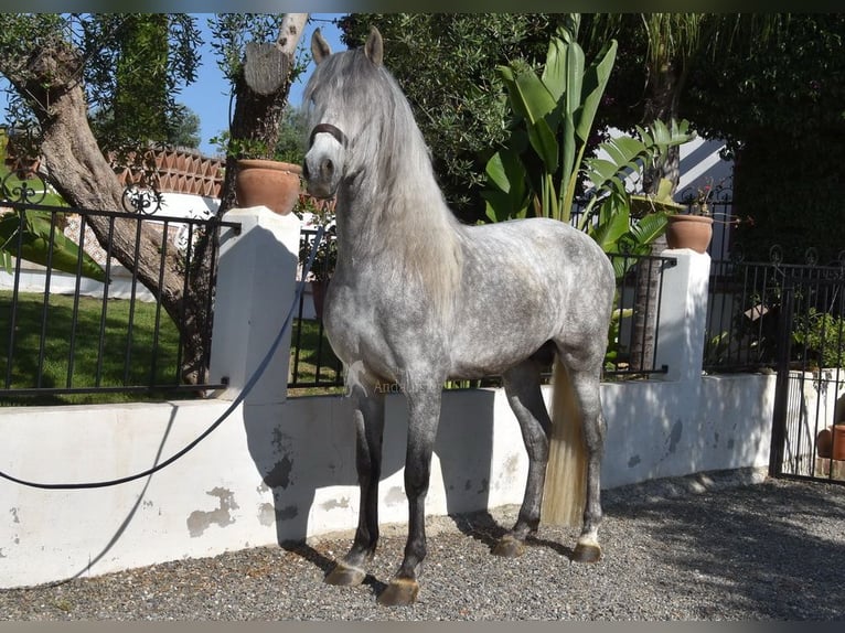 PRE Hengst 6 Jahre 162 cm Schimmel in Provinz Malaga