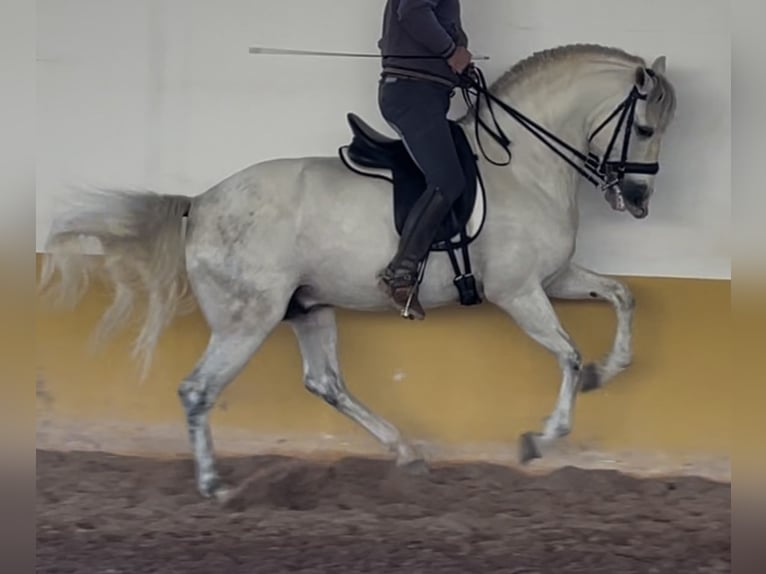 PRE Hengst 6 Jahre 162 cm Schimmel in Malaga