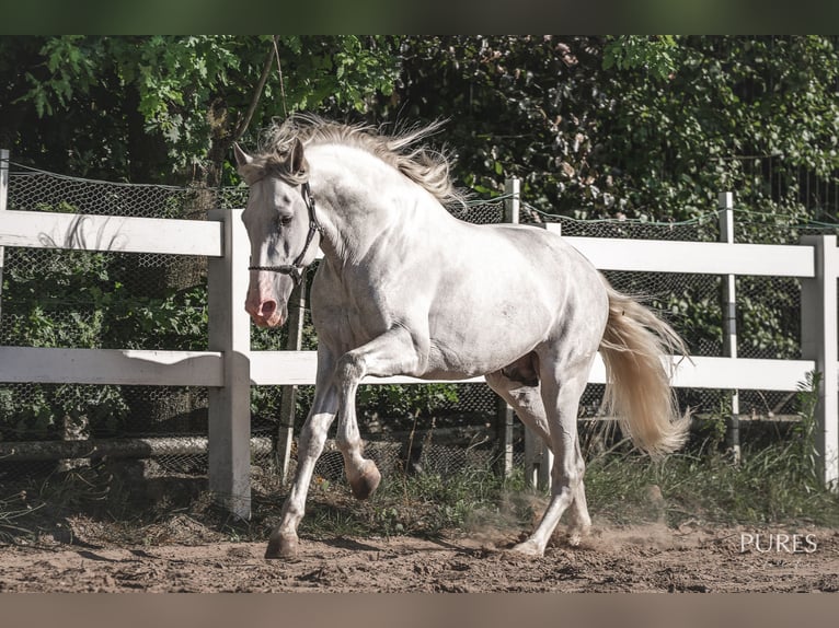 PRE Mix Hengst 6 Jahre 162 cm White in Loxstedt