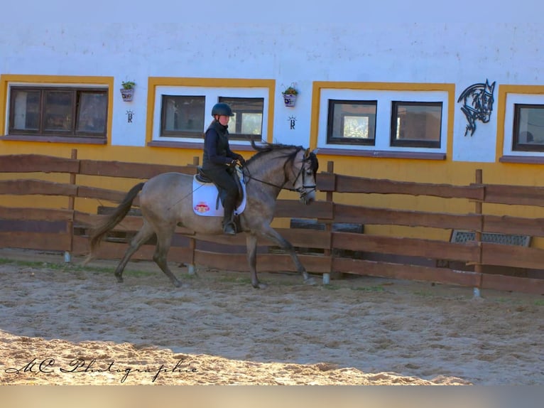 PRE Mix Hengst 6 Jahre 163 cm Braunfalbschimmel in Polenz