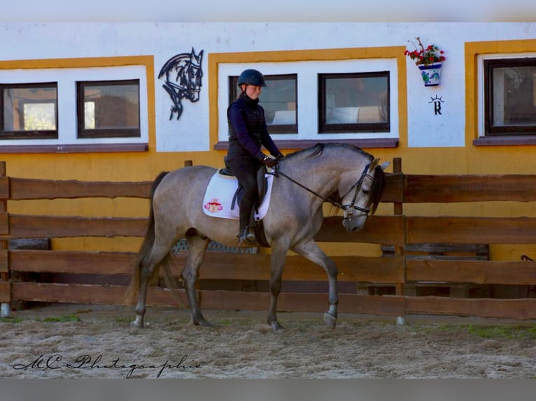 PRE Mix Hengst 6 Jahre 163 cm Braunfalbschimmel in Polenz