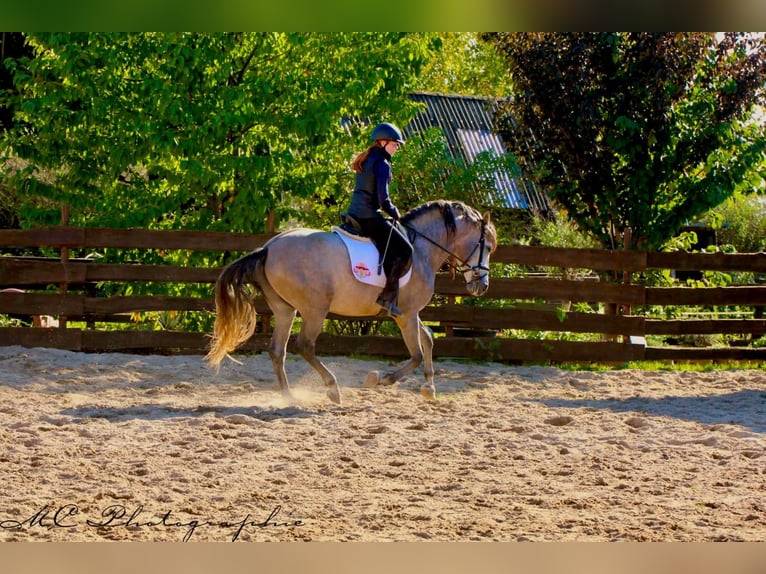 PRE Mix Hengst 6 Jahre 163 cm Braunfalbschimmel in Polenz