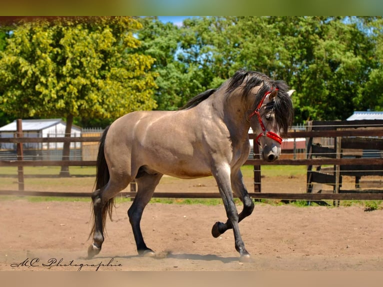 PRE Mix Hengst 6 Jahre 163 cm Braunfalbschimmel in Polenz