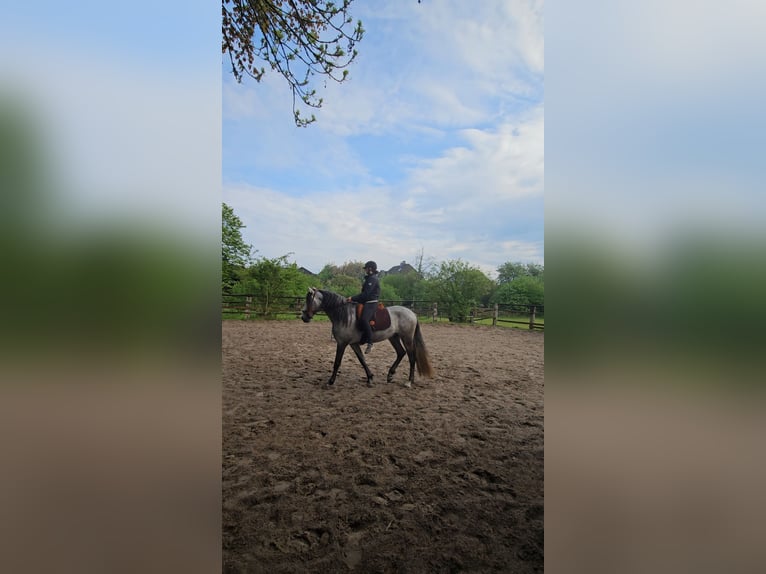 PRE Hengst 6 Jahre 163 cm  in Buxtehude
