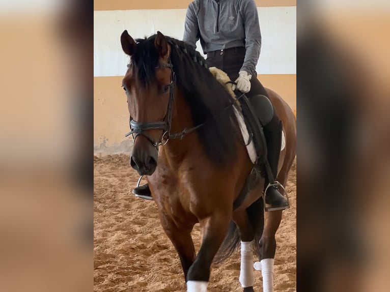 PRE Mix Hengst 6 Jahre 163 cm Dunkelbrauner in Schwarme