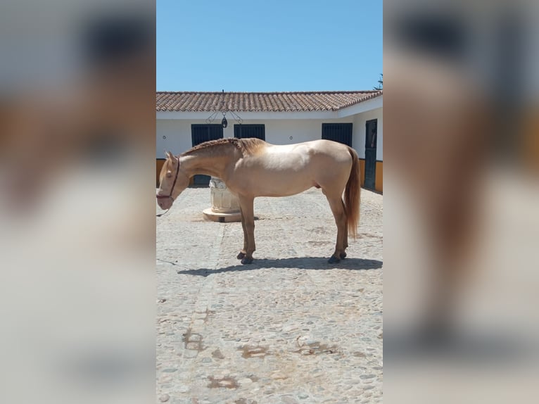 PRE Hengst 6 Jahre 163 cm Perlino in Arcos de la Frontera