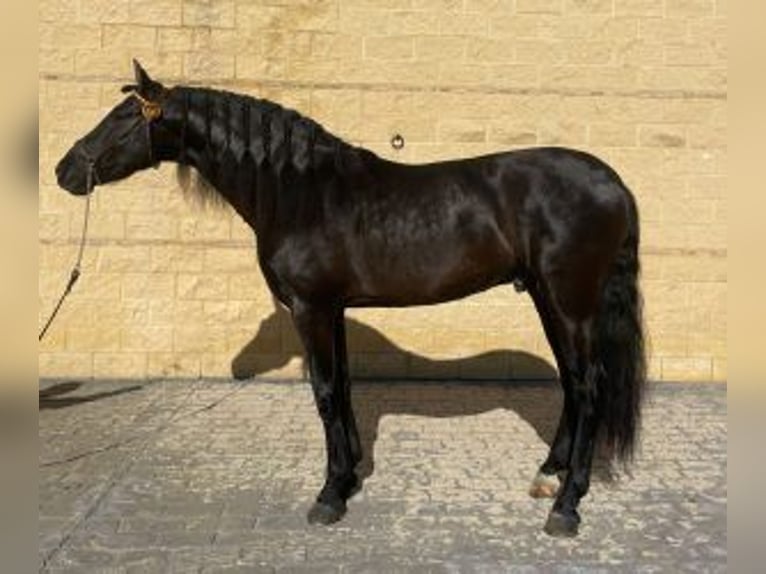 PRE Mix Hengst 6 Jahre 163 cm Rappe in MADRID