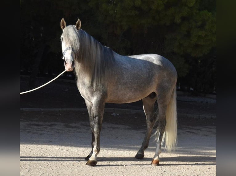 PRE Mix Hengst 6 Jahre 163 cm Schimmel in MADRID