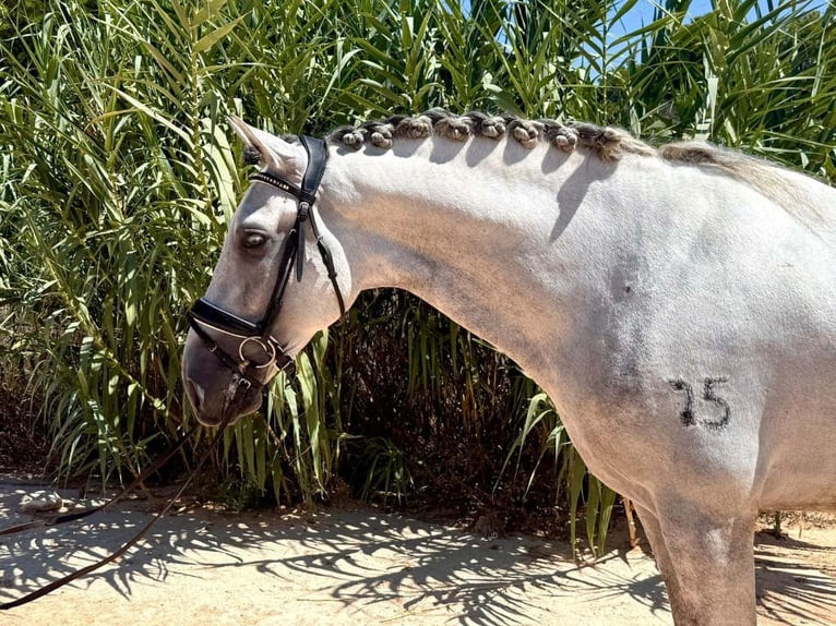 PRE Mix Hengst 6 Jahre 163 cm Schimmel in Navas Del Madroño