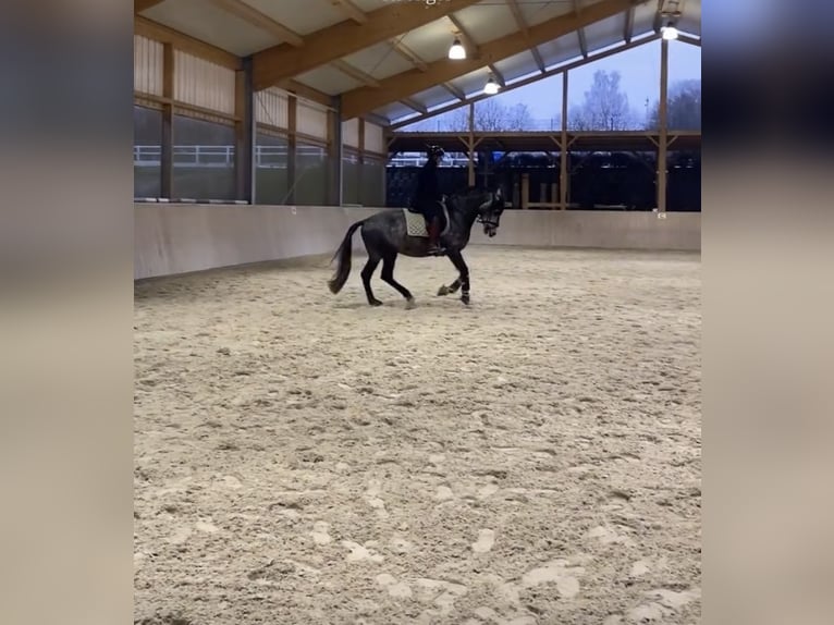 PRE Hengst 6 Jahre 163 cm Schimmel in Roßdorf