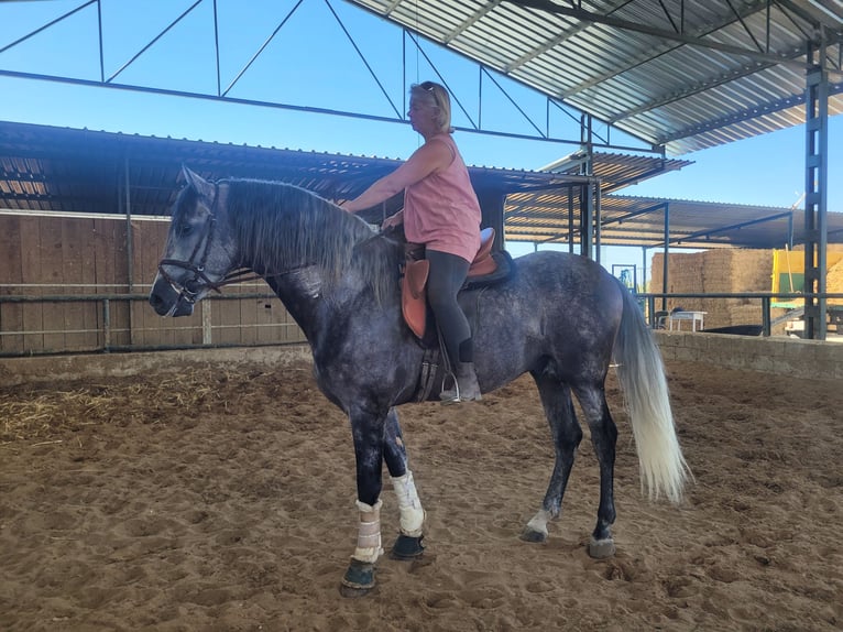 PRE Hengst 6 Jahre 164 cm Apfelschimmel in Vejer de la Frontera
