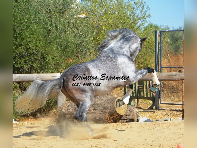 PRE Hengst 6 Jahre 164 cm Apfelschimmel in Vejer de la Frontera