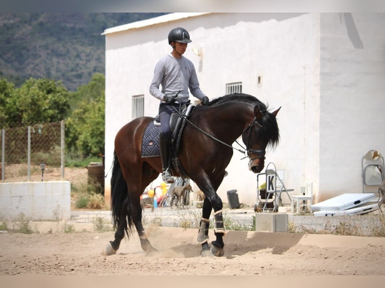 PRE Mix Hengst 6 Jahre 164 cm Brauner in Valencia