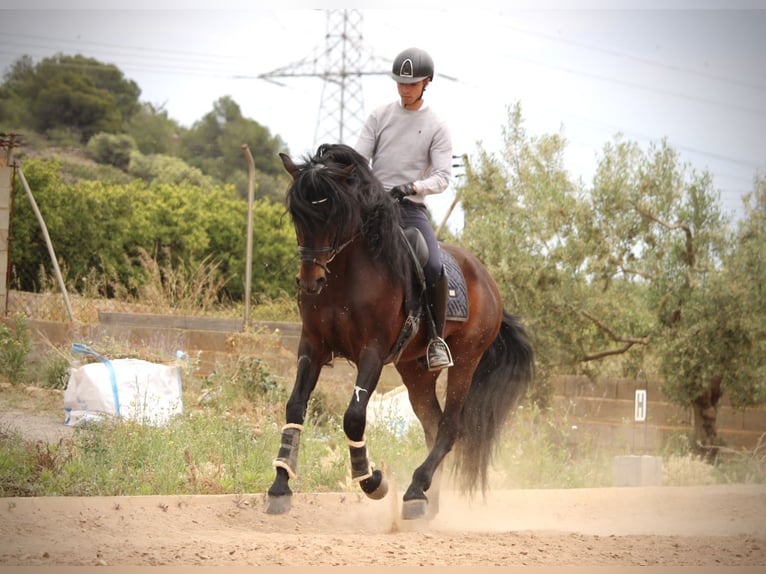 PRE Mix Hengst 6 Jahre 164 cm Brauner in Valencia