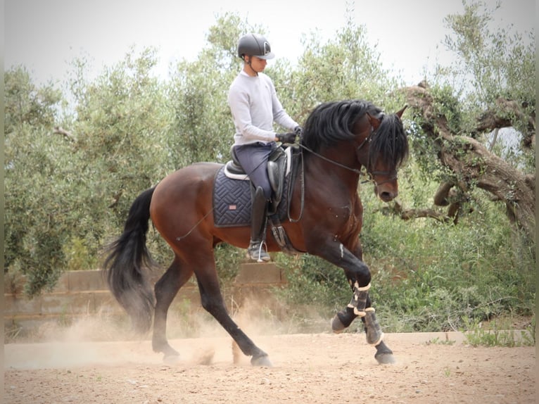 PRE Mix Hengst 6 Jahre 164 cm Brauner in Valencia