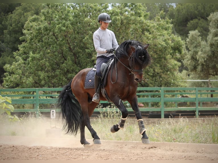 PRE Mix Hengst 6 Jahre 164 cm Brauner in Valencia