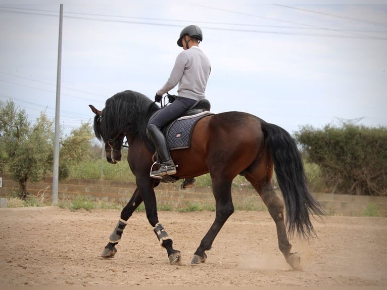 PRE Mix Hengst 6 Jahre 164 cm Brauner in Valencia