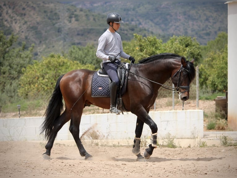 PRE Mix Hengst 6 Jahre 164 cm Brauner in Valencia