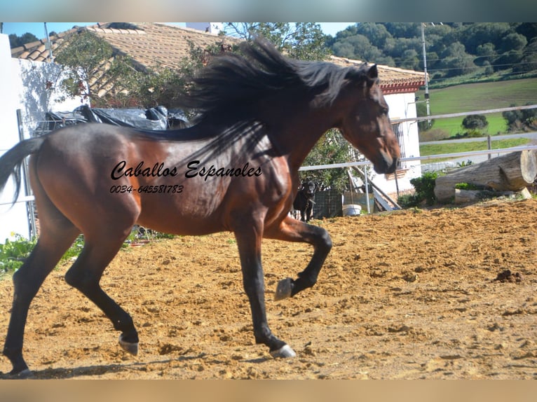 PRE Hengst 6 Jahre 164 cm Brauner in Vejer de la Frontera