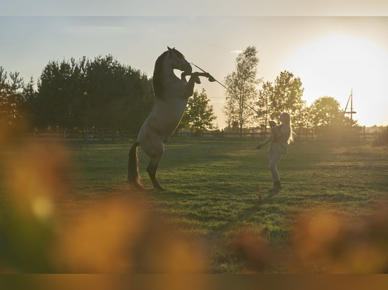 PRE Mix Hengst 6 Jahre 164 cm Buckskin in Kaunas