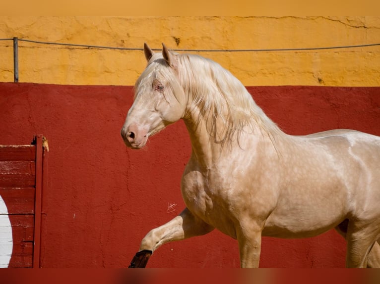 PRE Hengst 6 Jahre 164 cm Cremello in Arcos de la Frontera