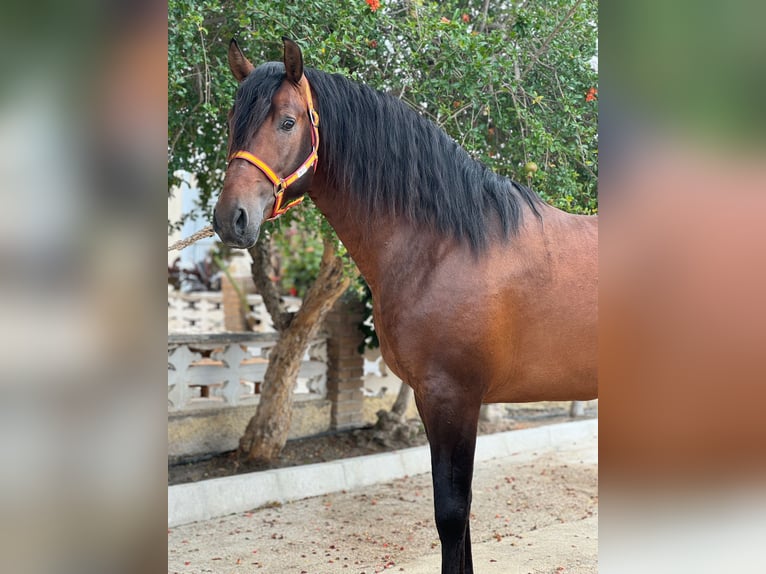 PRE Mix Hengst 6 Jahre 164 cm Dunkelbrauner in ALICANTE