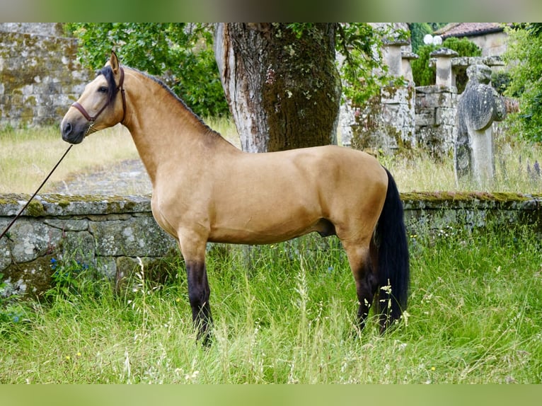 PRE Hengst 6 Jahre 164 cm Falbe in Ourense