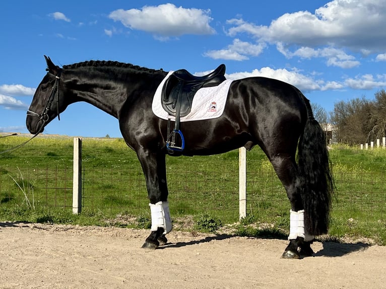 PRE Mix Hengst 6 Jahre 164 cm Rappe in Espirdo