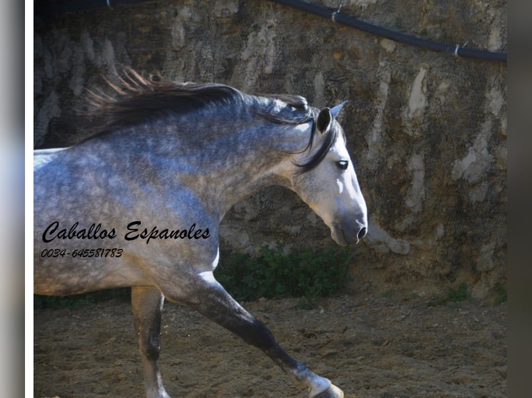 PRE Mix Hengst 6 Jahre 164 cm Schimmel in Vejer de la Frontera