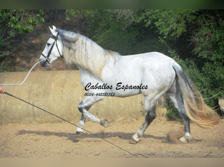 PRE Hengst 6 Jahre 164 cm Schimmel in Vejer de la Frontera
