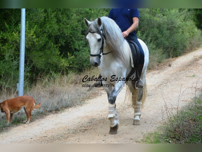 PRE Hengst 6 Jahre 164 cm Schimmel in Vejer de la Frontera
