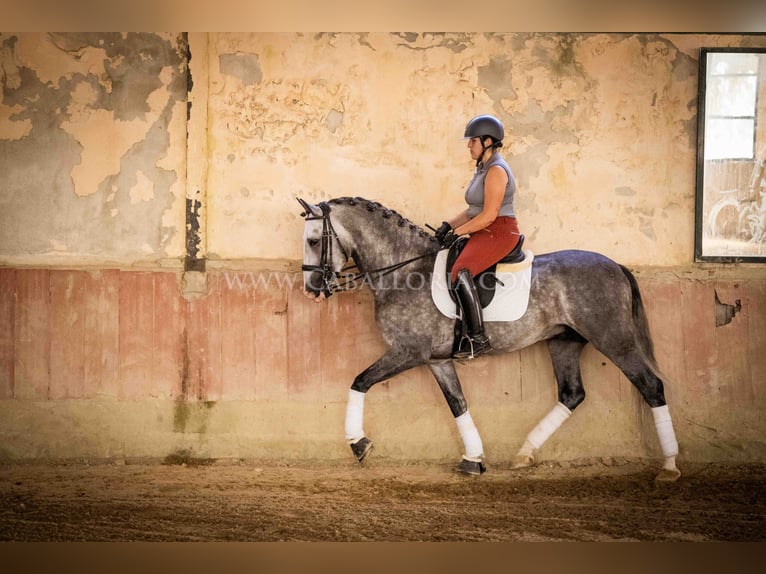 PRE Hengst 6 Jahre 165 cm Apfelschimmel in Rafelguaraf