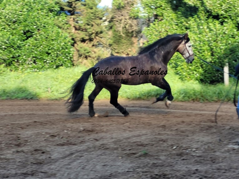 PRE Mix Hengst 6 Jahre 165 cm Braunfalbschimmel in Vejer de la Frontera