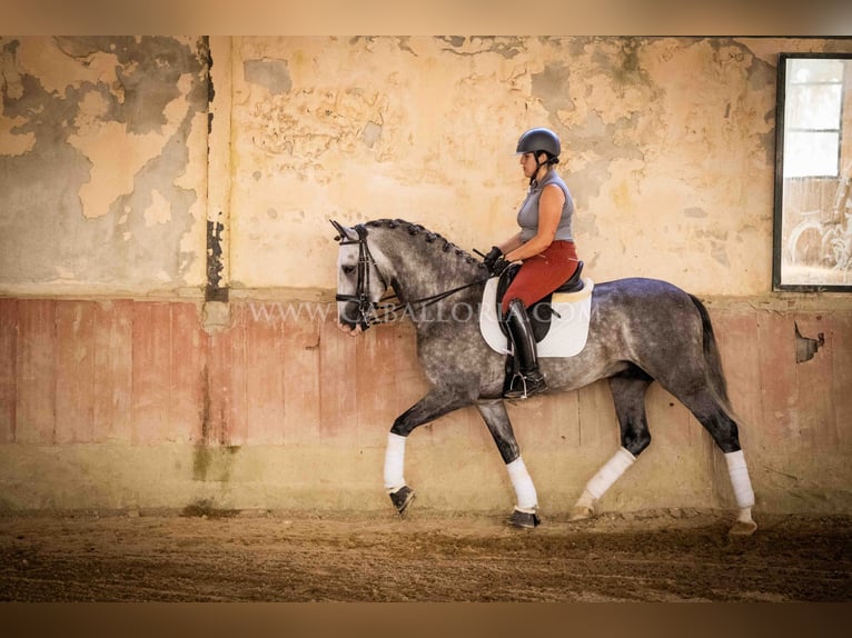 PRE Hengst 6 Jahre 165 cm in Rafelguaraf