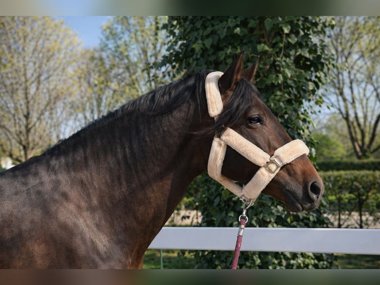PRE Hengst 6 Jahre 165 cm Dunkelbrauner in Camarma De Esteruelas