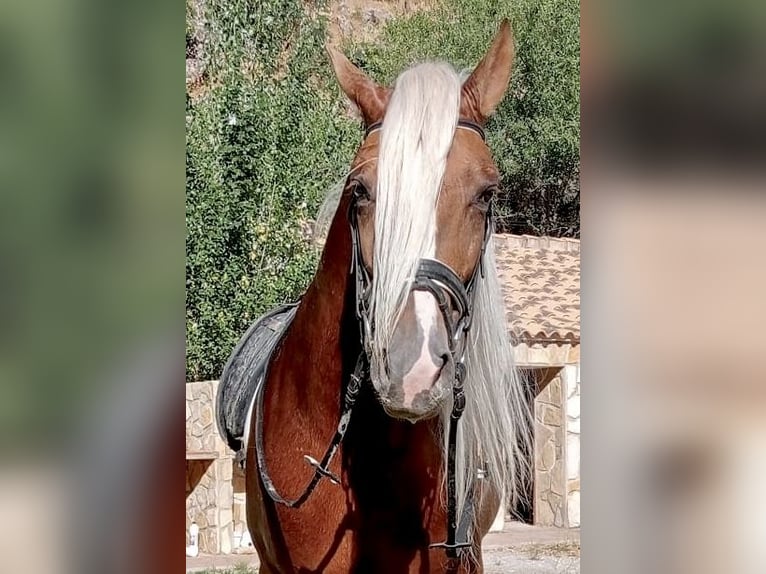 PRE Hengst 6 Jahre 165 cm Palomino in Jaen