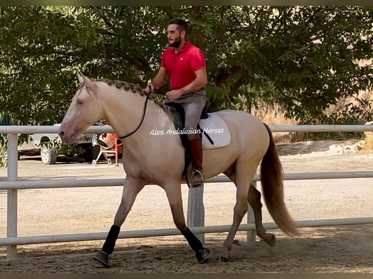 PRE Mix Hengst 6 Jahre 165 cm Perlino in Sevilla