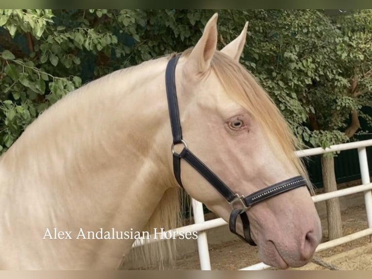 PRE Mix Hengst 6 Jahre 165 cm Perlino in Sevilla