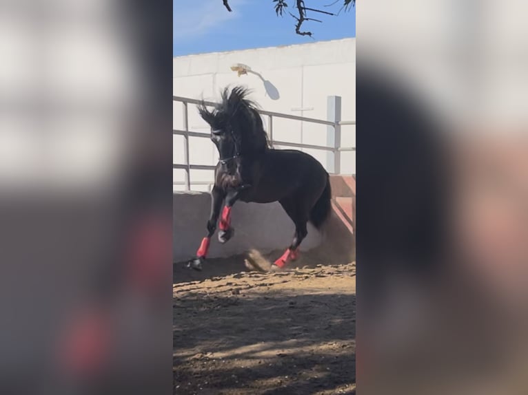 PRE Mix Hengst 6 Jahre 165 cm Rappe in El Palmar