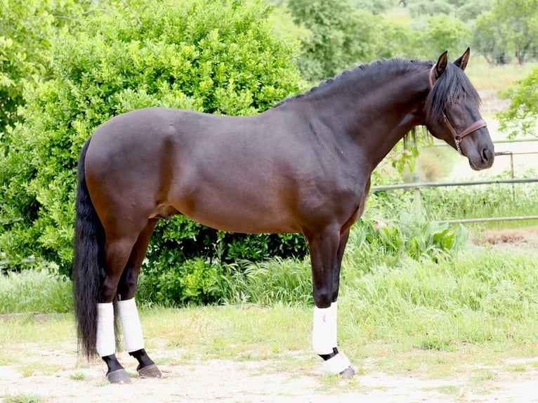 PRE Mix Hengst 6 Jahre 165 cm Rappe in Navas Del Madroño
