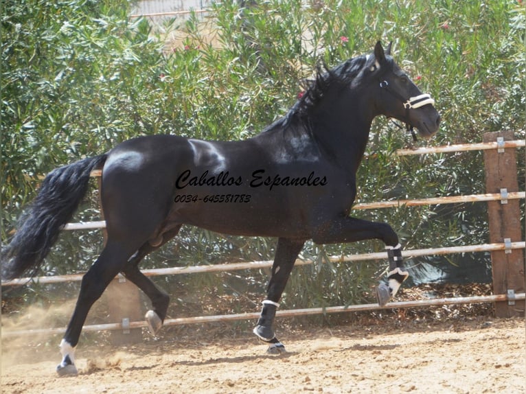 PRE Mix Hengst 6 Jahre 165 cm Rappe in Vejer de la Frontera