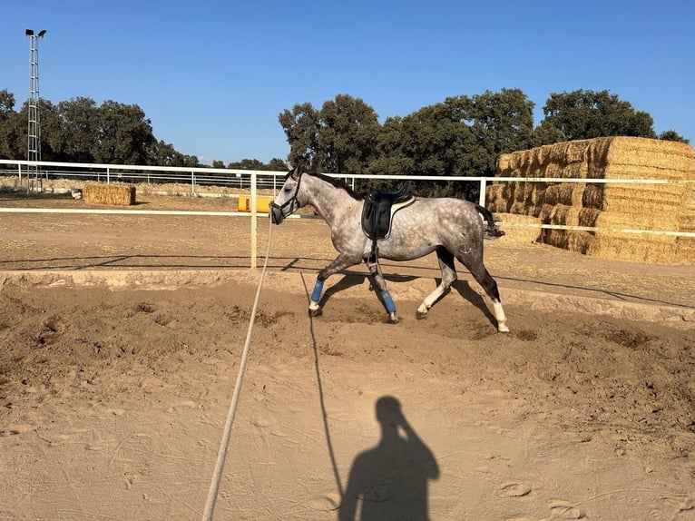 PRE Mix Hengst 6 Jahre 165 cm Schimmel in Villanueva De Cordoba
