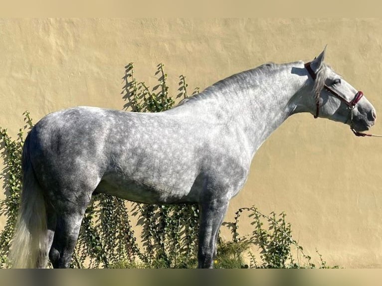 PRE Mix Hengst 6 Jahre 165 cm Schimmel in Madrid