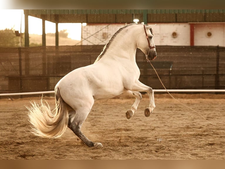 PRE Mix Hengst 6 Jahre 165 cm Schimmel in Pozoblanco